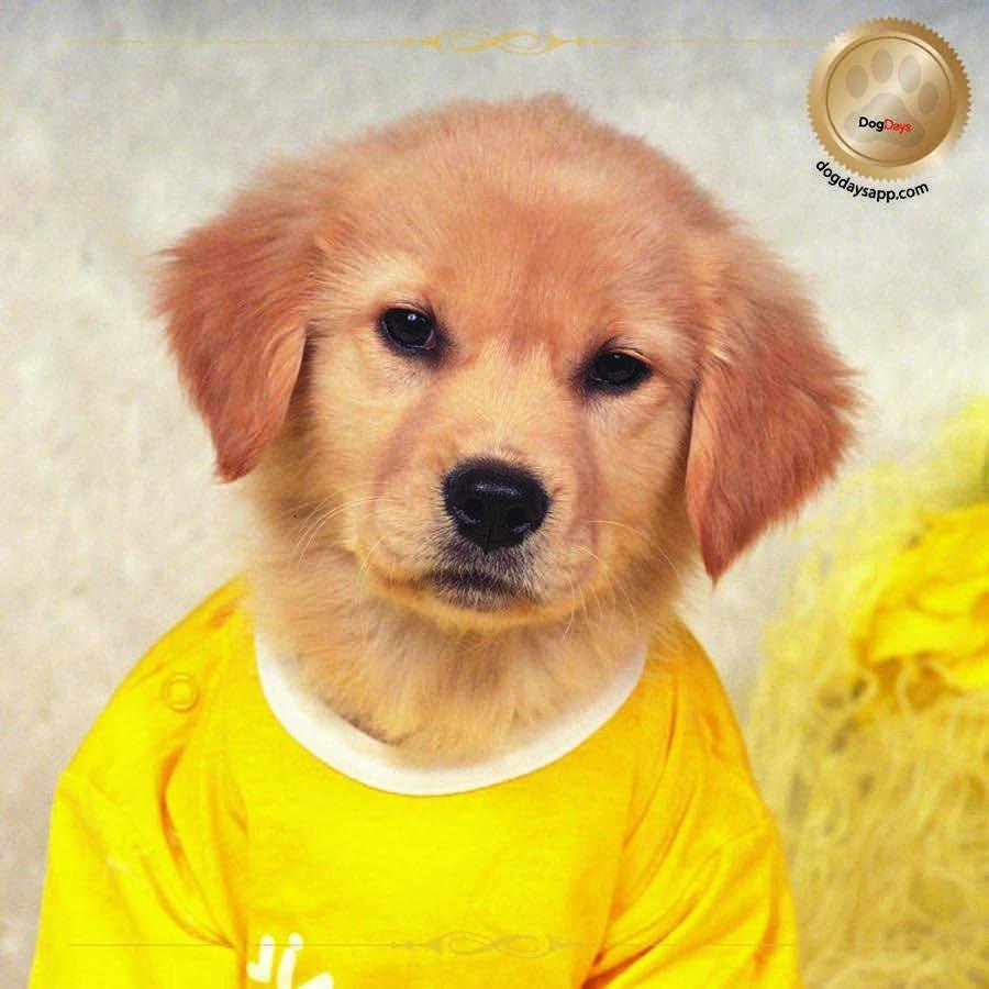 Brighten up schedules with cute dog photos! Download your favorite breed with the free #DogDays calendar game! https://itunes.apple.com/us/app/dog-days/id664636292?ls=1&mt=8
