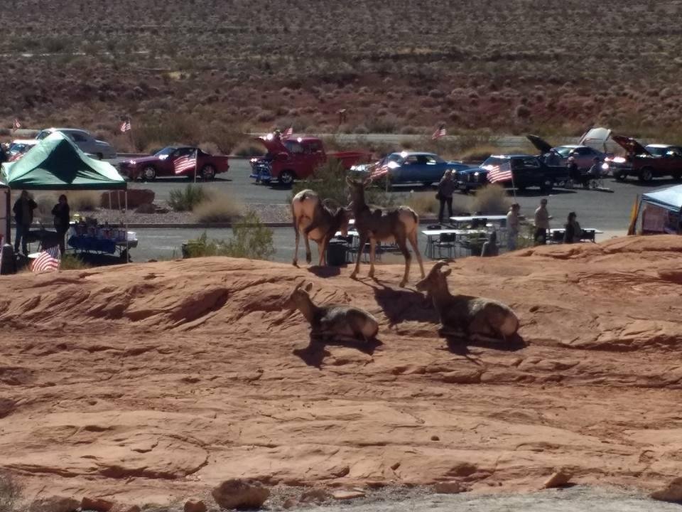 Four legged guests.