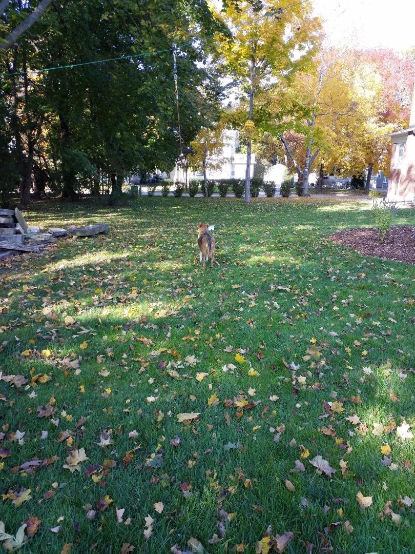 Festive Fall Foillage and our Billy Boy Baker