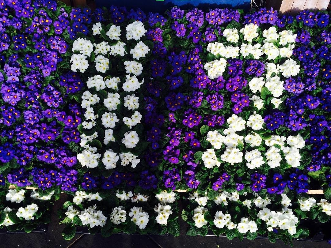 Pretty flowers!