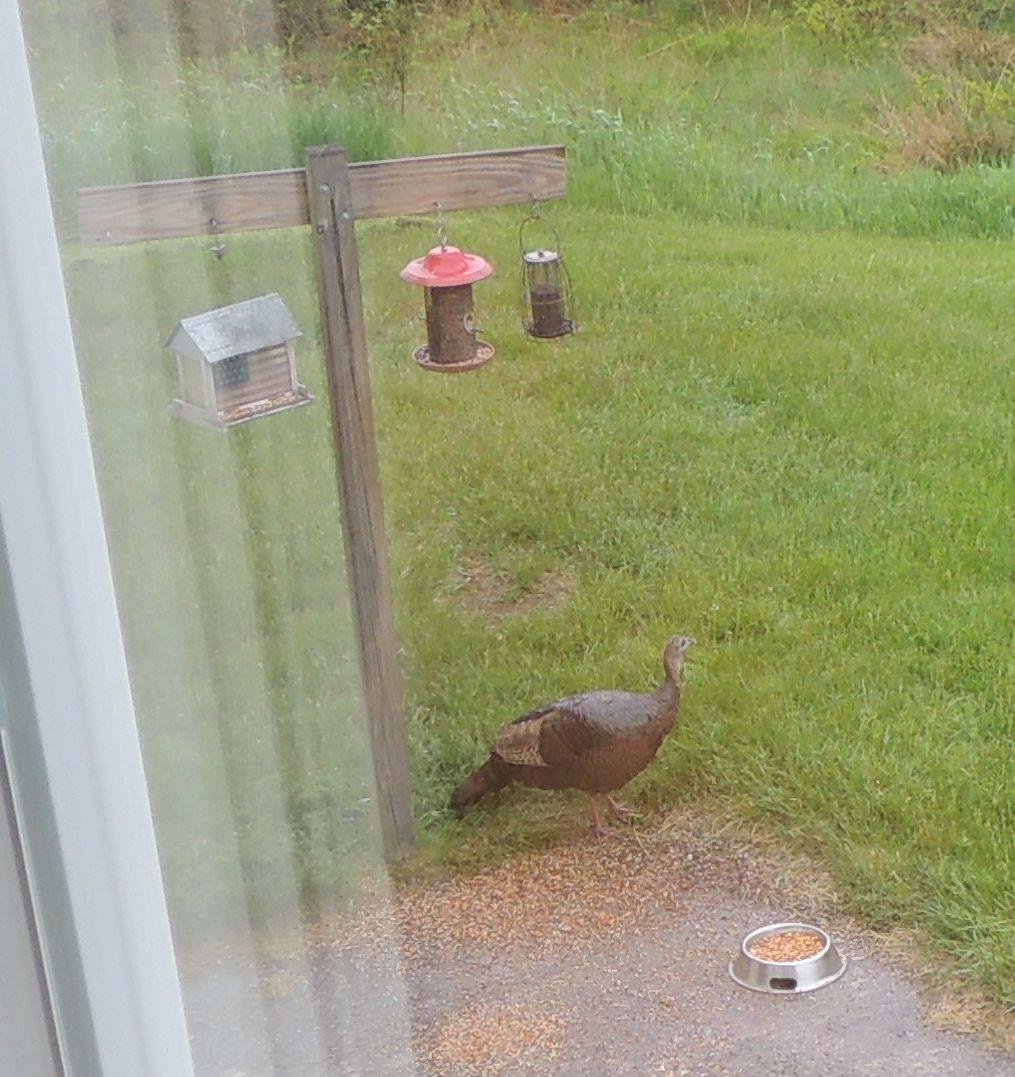 Breakfast at the bird feeder.