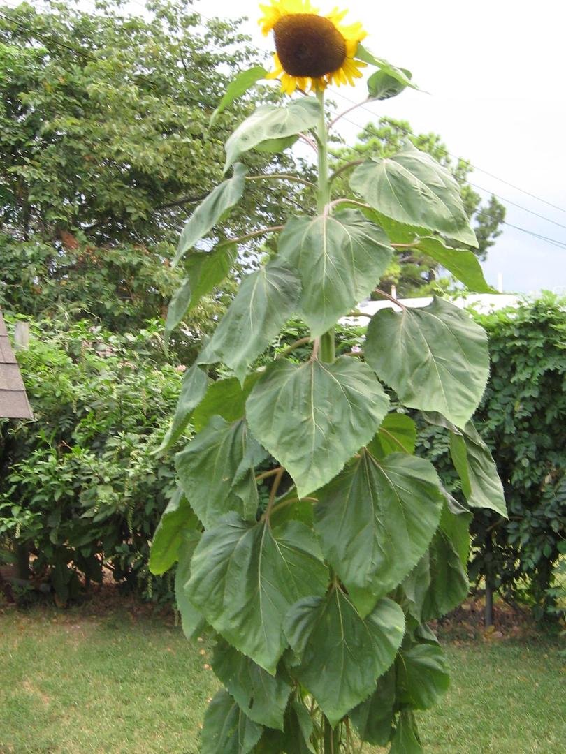 This sunflower, well over 10 feet tall, looks down on me and says, "What can't you grow tomatoes like this?"