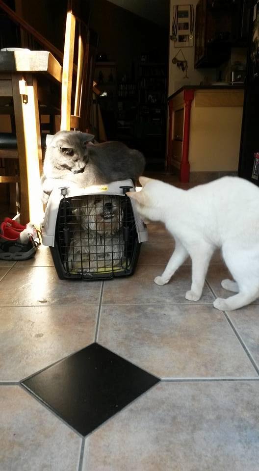 Rocket and Biscuit taunting Star. Star has to go to vet. Pretty funny.