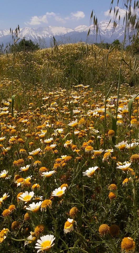 The wildflowers were shoulder high and the buzz from bees was deafening!