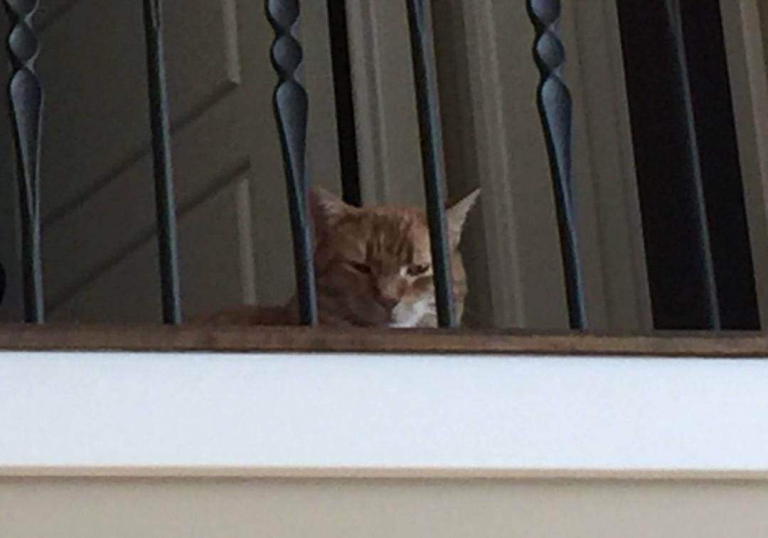 This is the look you get after you try and get the cat to use a cat door so his food won't be eaten by the dogs. This was a lot of fun..🙂