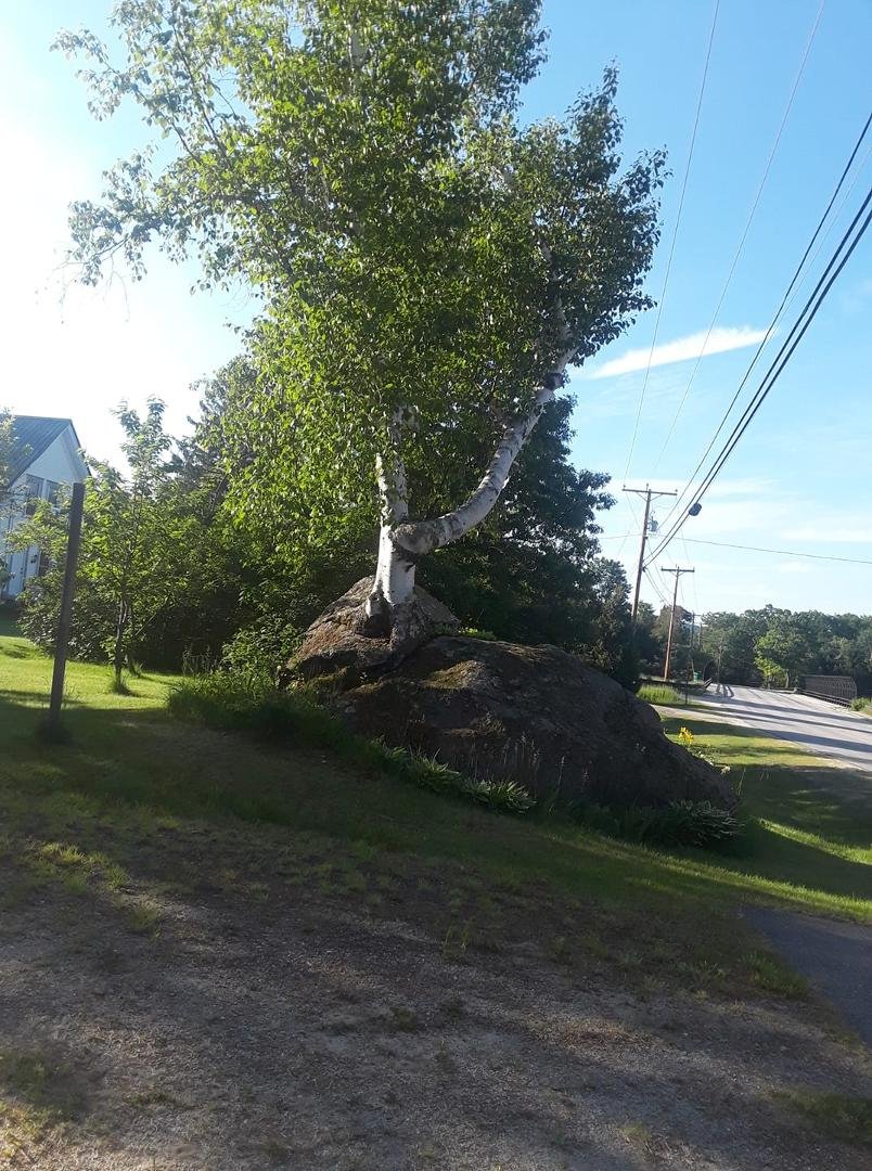 Bye new Hampshire...thanks to Kristie Hill, Tom, and Jackie Sanchez for a great time. I love this tree..it grew from a seed that landed in this rock, it,s on the way to Kristies house..pretty cool!