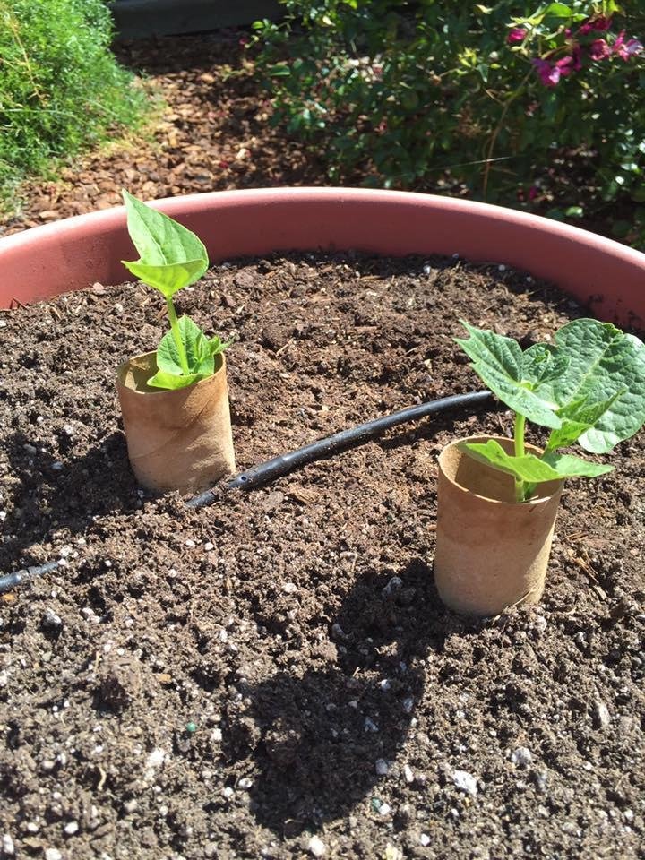 Mike Ambrulevich. Tell me what you think. I planted 50 plus bush beans about a month ago. These two are the only ones who survived. I put warm wraps on them and they seem to love it!!
