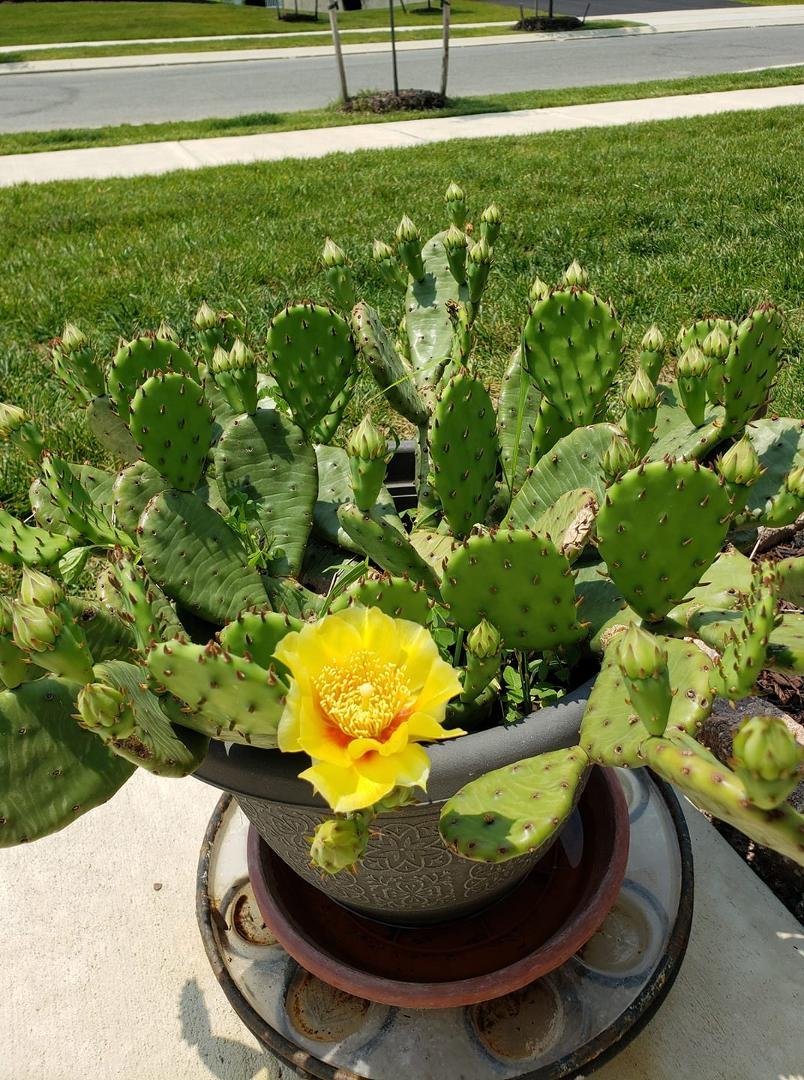 First flower this year...to be continued