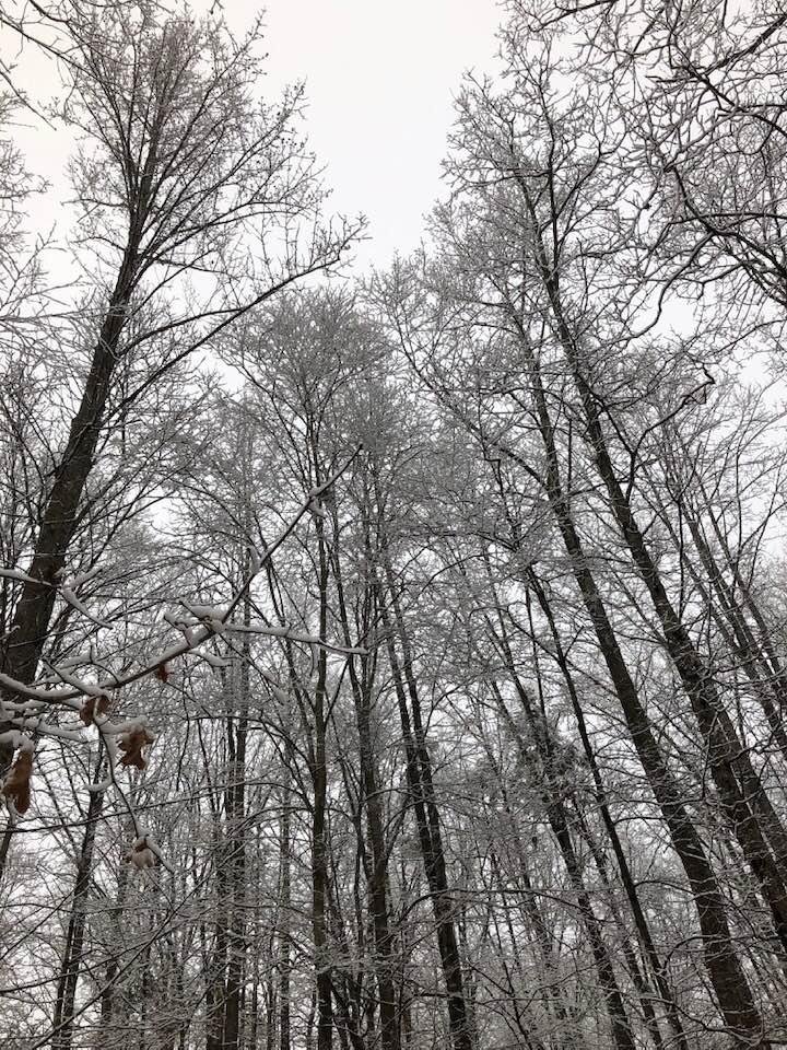 Frozen wonderland 😊