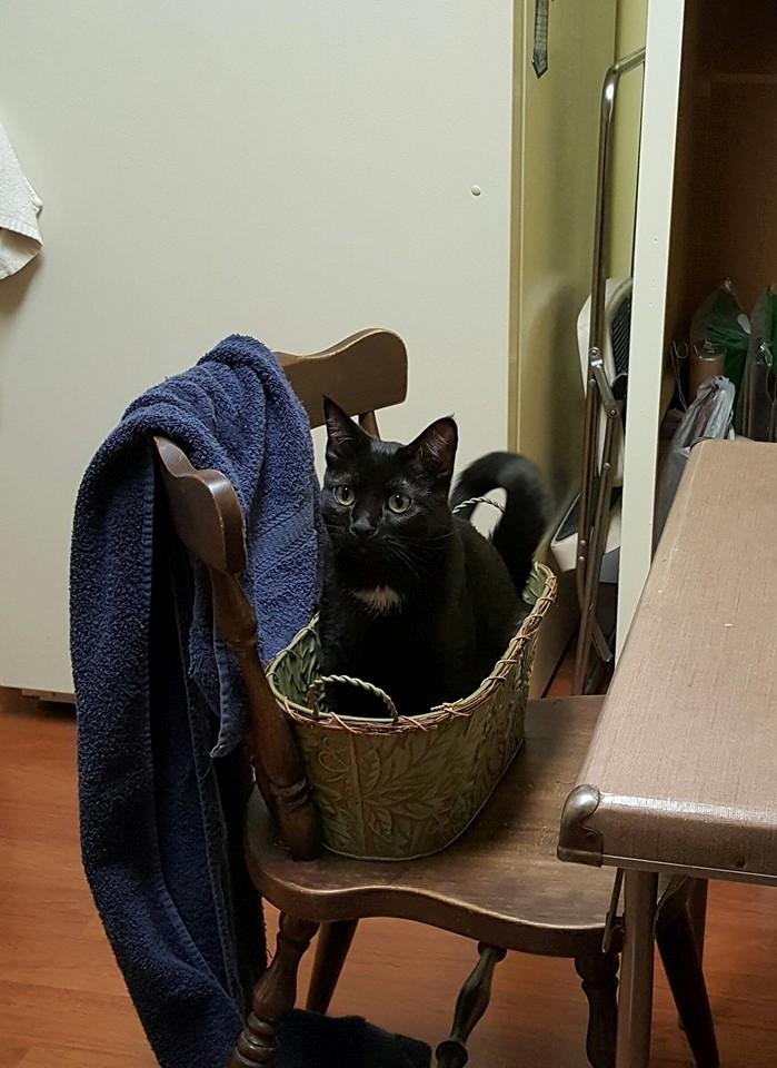 Kitty in a basket.