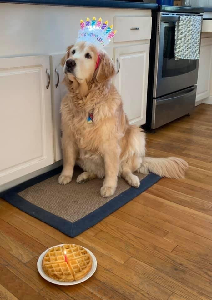 Our hearts are broken today with the passing of our golden, Maiya. Such a wonderful, loving soul we will miss you forever. I hope there are waffles in heaven.