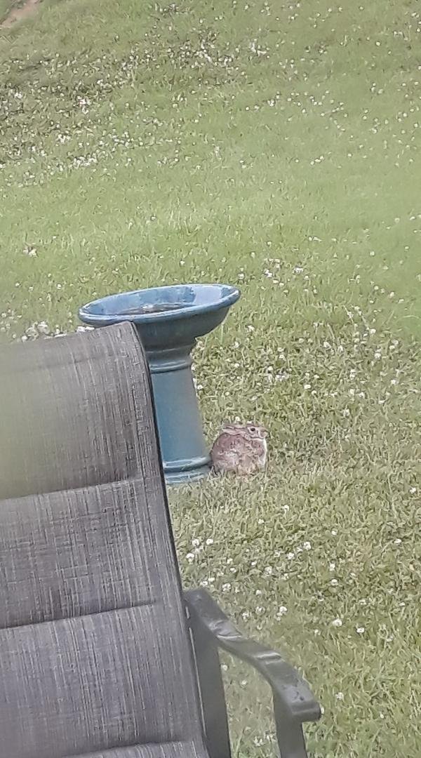 Cute bunny taking shelter from the storm under the bird bath.