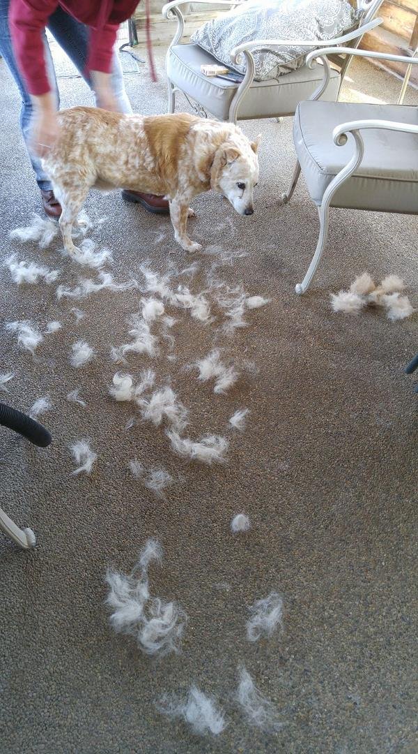 Uhoh, Mack got an outdoor petting/brushing...just the beginning, the 2nd dog still to come.