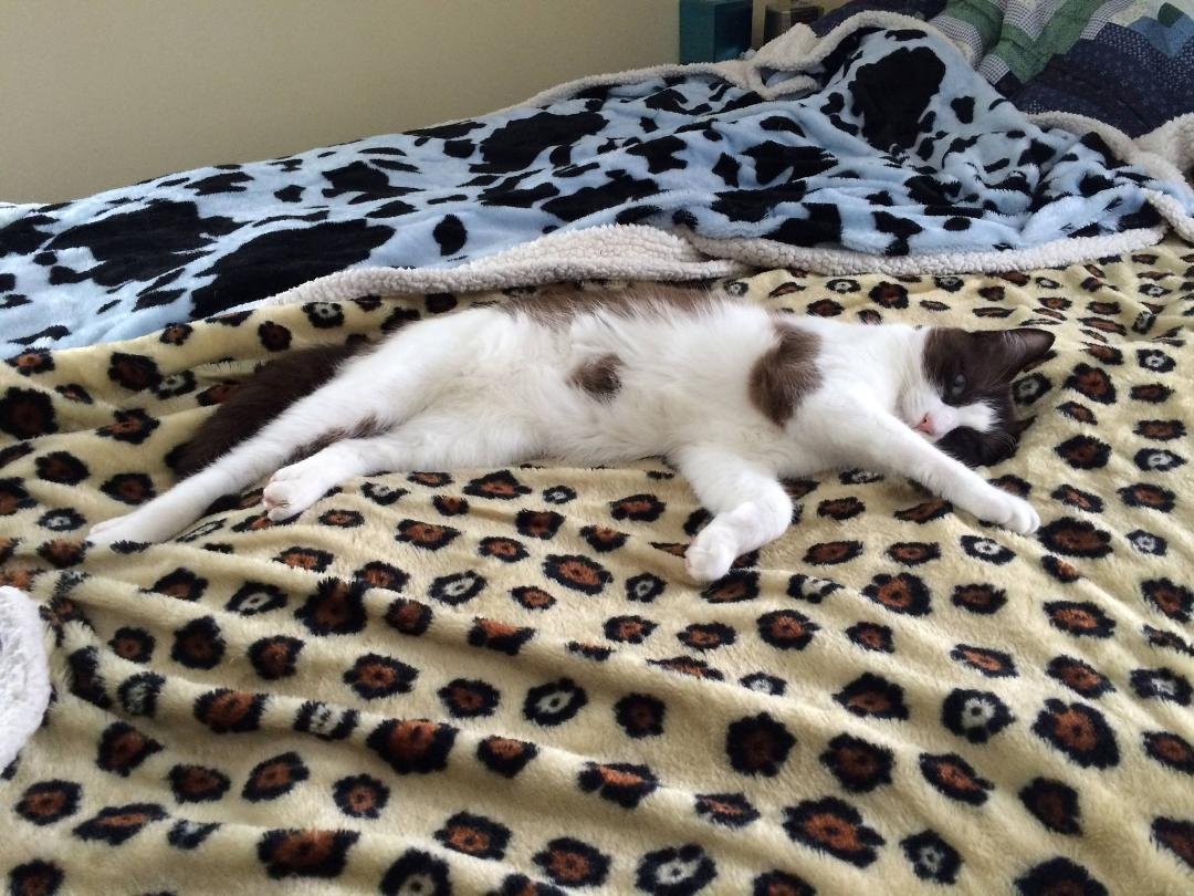 Lazy day.