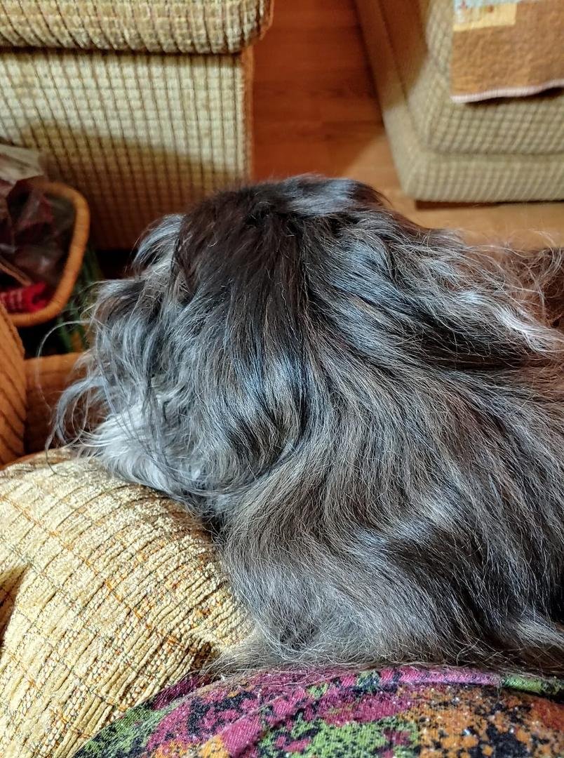 Was going to sew a jelly roll quilt but someone has decided I should be a lap for napping. LOL