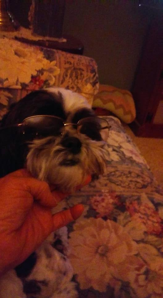 This is Bandit he is my registered seeing eye Dog.