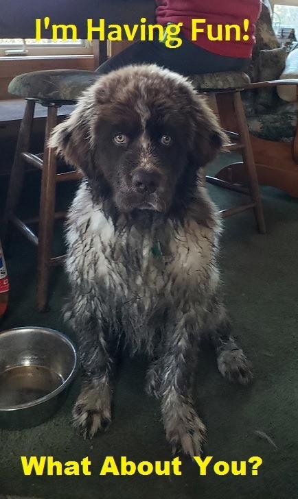 Our 4 month old Newfoundland puppy, Bogey.