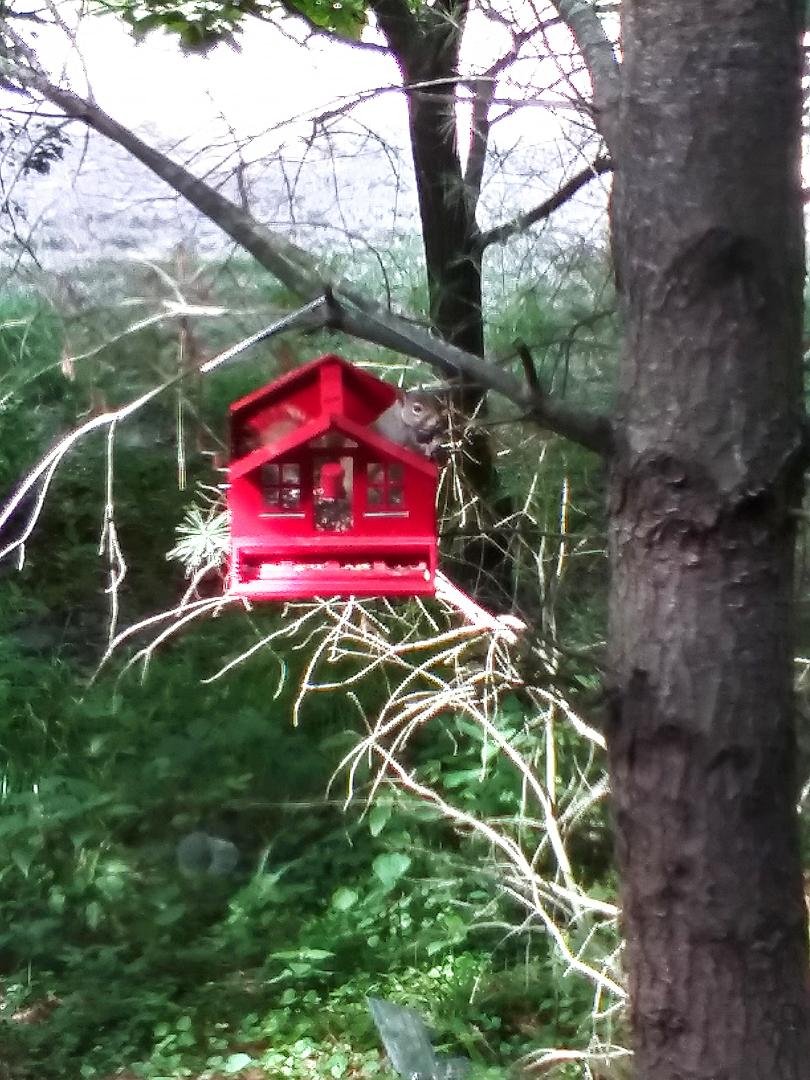 Well, if that doesn't make you chuckle. Fat Fred has now taken to twisting the lock top off of the SQUIRREL PROOF metal bird feeder, as its harder for him to get to now. I'm all for feeding the wild life, but this guys a pa