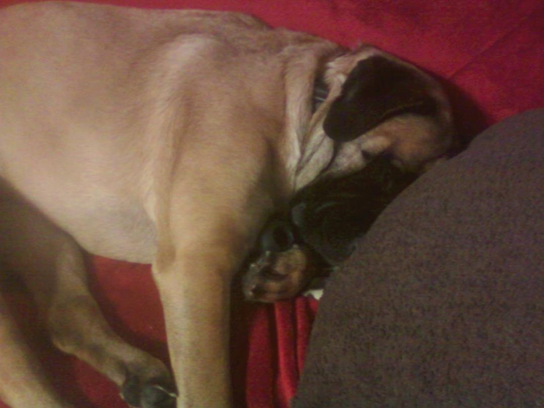 I love my toy.