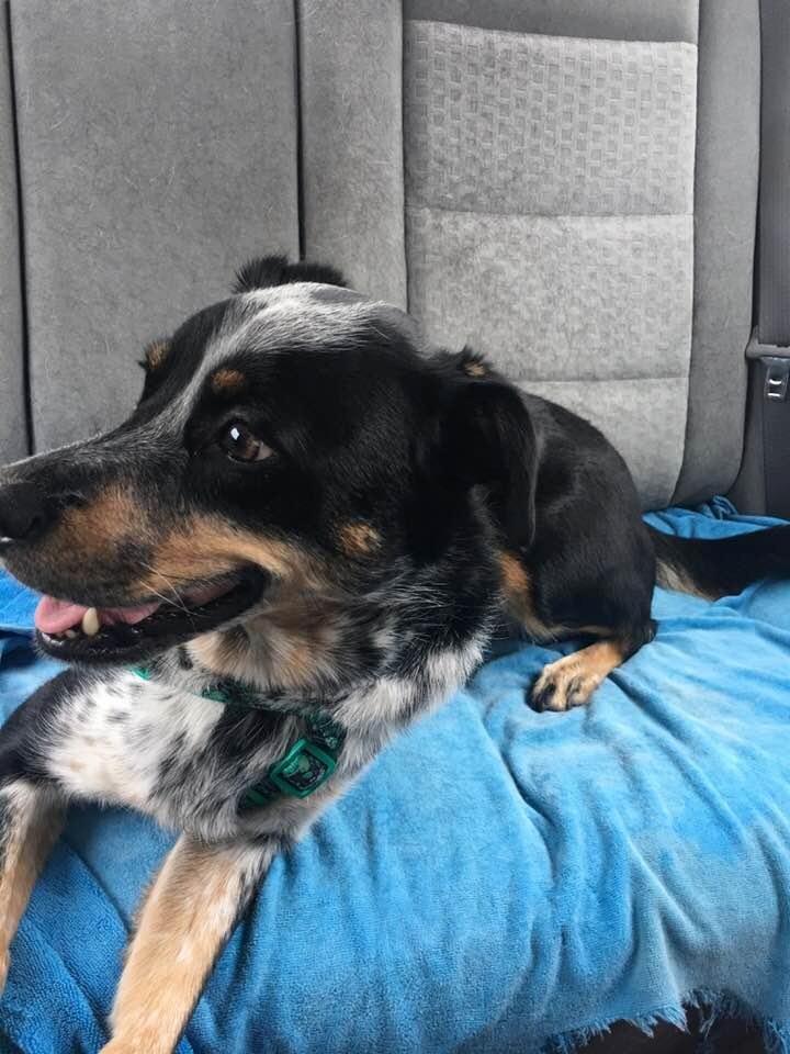 Brynn in the car on the way home from her vacation! She was a very good girl the whole way home from Vermont!!!!