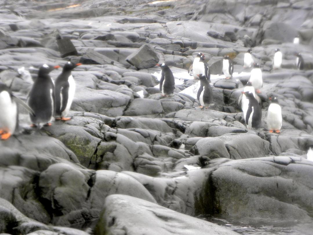 a few penguins taken from a Zodiac boat today