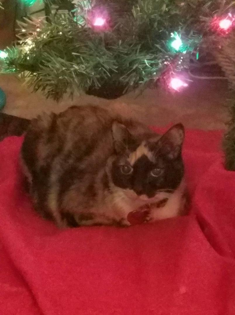 Bebop my favorite gift under the Christmas Tree.