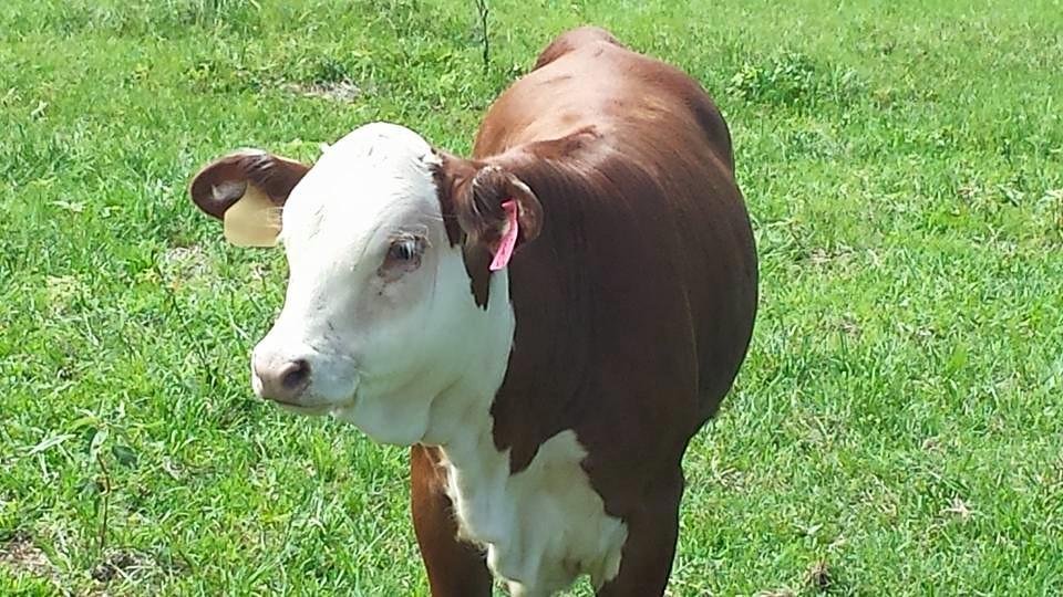 Ronald Collom's album, Mobile Uploads