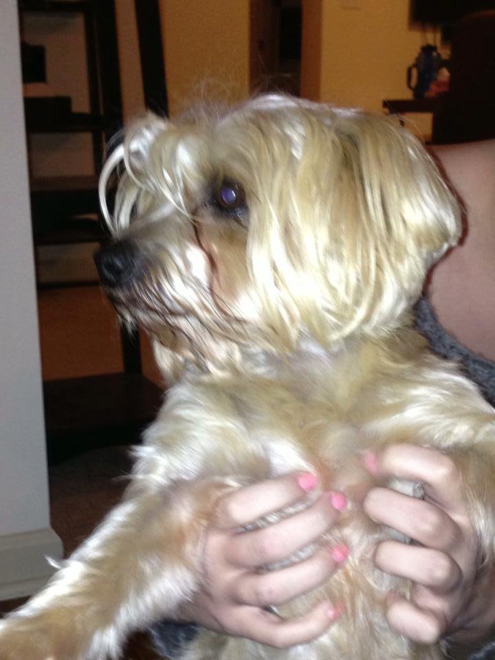 This little guy found on New Hope Rd. in Hampton, Ga if anyone knows anyone missing a sweet little doggie...