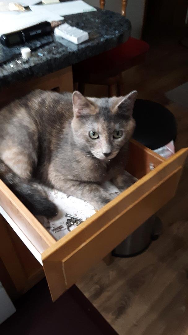Jim was cleaning out his junk drawer when Ash thought he would jump in and be junk too! CrazyCat!!!!
