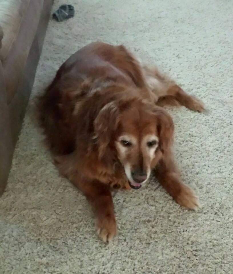 The Christophers are sad today saying goodbye to Nala, Adam and Mindy ' s 15 year old golden retriever.   She was a great dog and family pet.  That's the 4th pet in just a few years.  She will be missed.