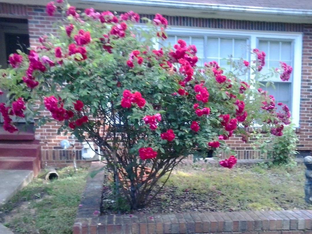 My roses in back yard.