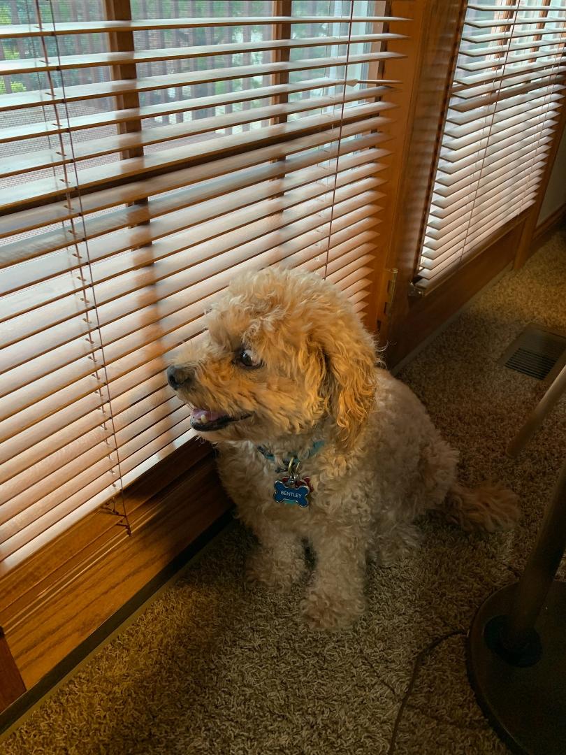Bentley’s Journey Home
Last night, I prayed with all my heart that Bentley would be healed.
He had been struggling with a heart murmur and congestive heart failure, and I asked God to grant him more time. But today, Bent