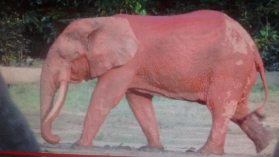 have you ever seen a pink Elephant ?