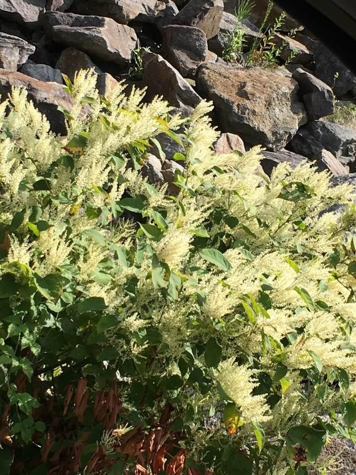 Anyone know what this shrub is in Pennsylvania? They are everywhere 😁