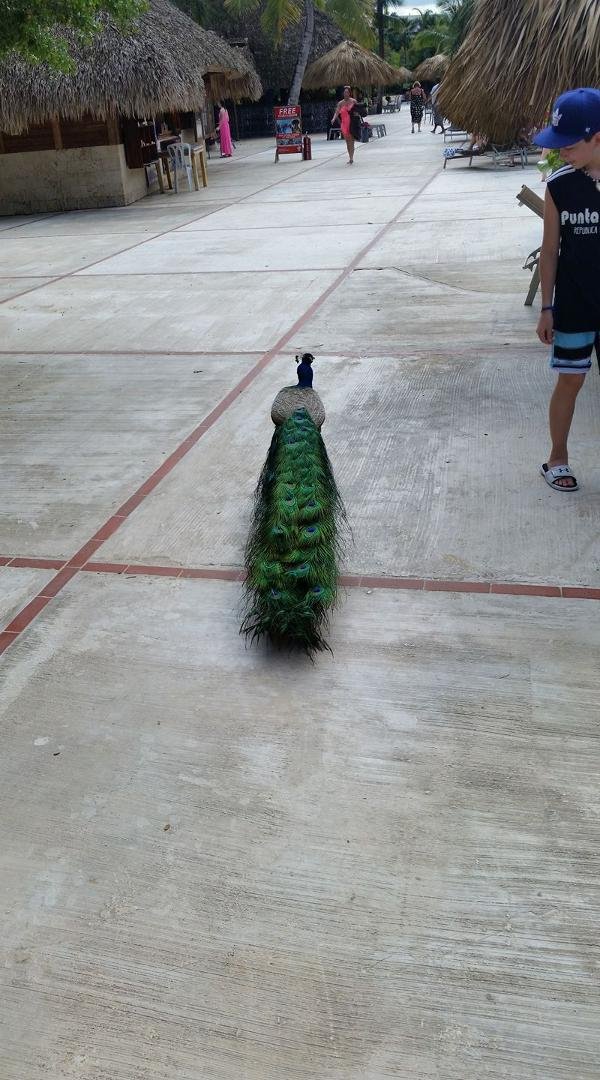 Who let the peacock out?