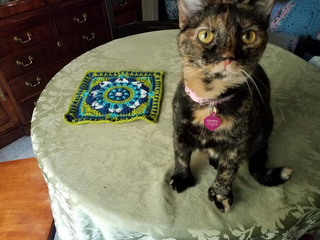 Starflower mandala square with Marley