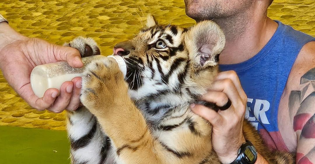 9 week old Siberian Tiger pup