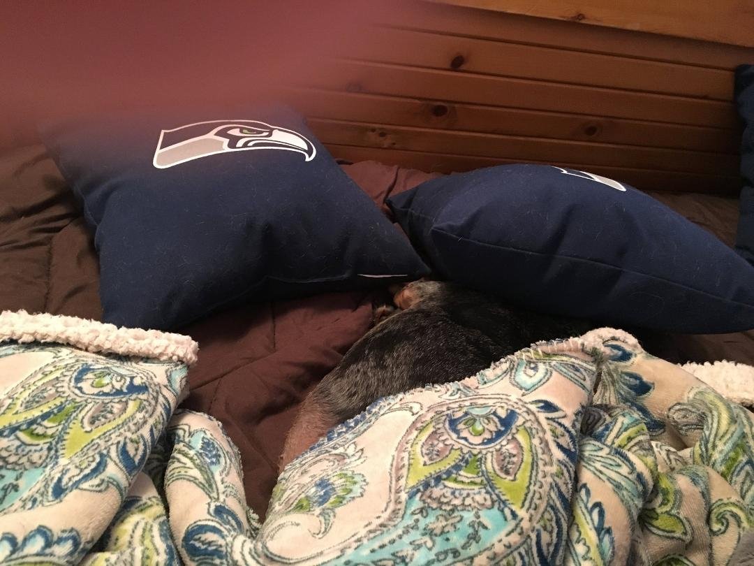 My "Mini" under my Seahawks pillows! She loves my Seahawks bedding. Lol!!