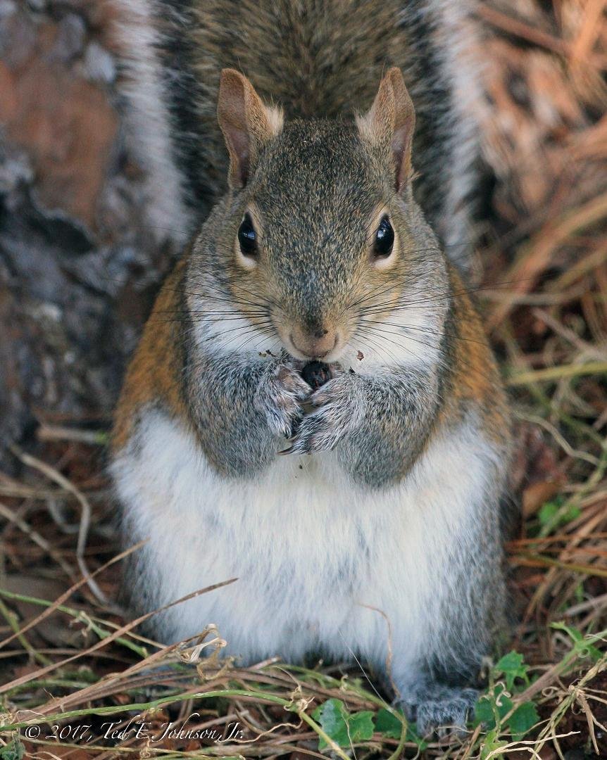 Ted Johnson's album, What Squirrels Are Really Thinking.