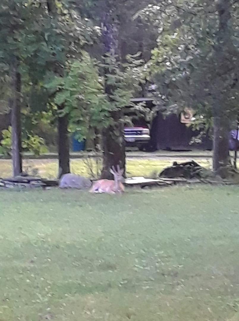 My "buddy" is waiting for me to go in the house!! 🙄🦌🦌