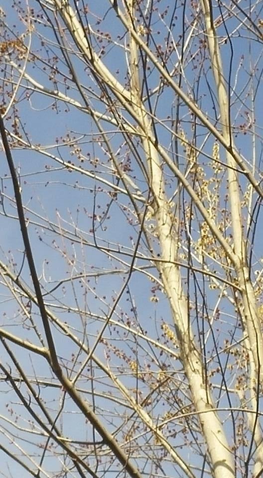 The top half of the maple is all budded out nothing on the bottom