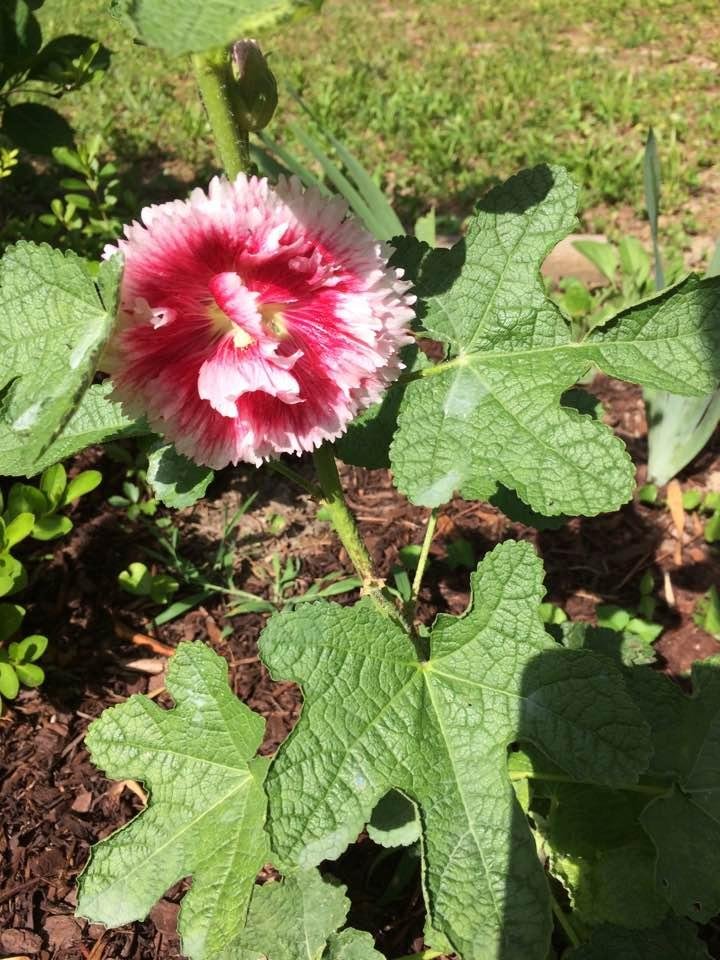 Our hollyhock bloom before the deer ate it.