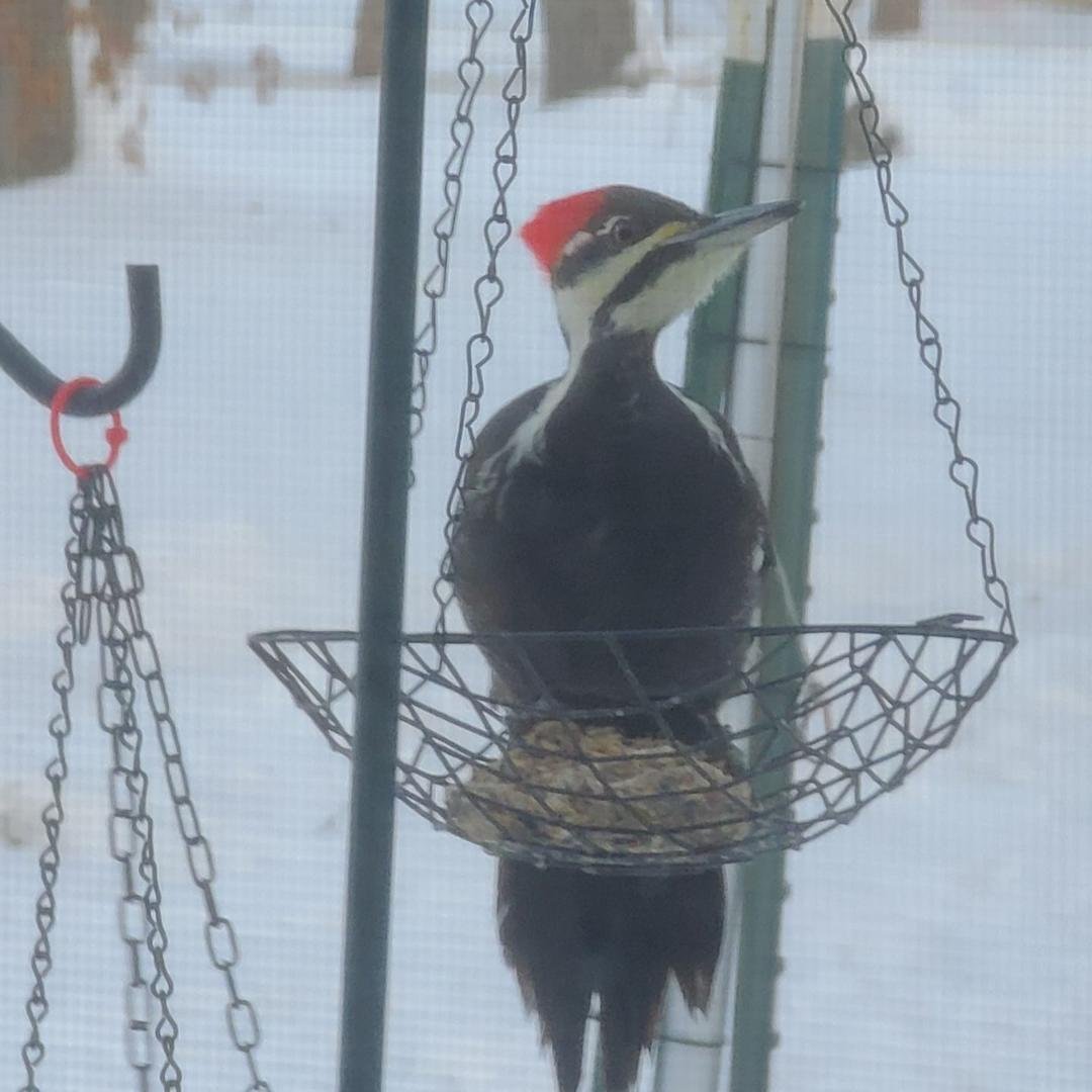 This handsome fellow is right at our front window. He's here everyday. Meet "Mr Woody"