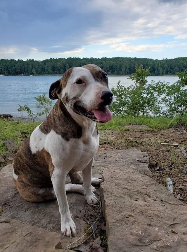 Heber Springs folks, please be on the lookout for Harvey, she went missing today in the damsite camping area