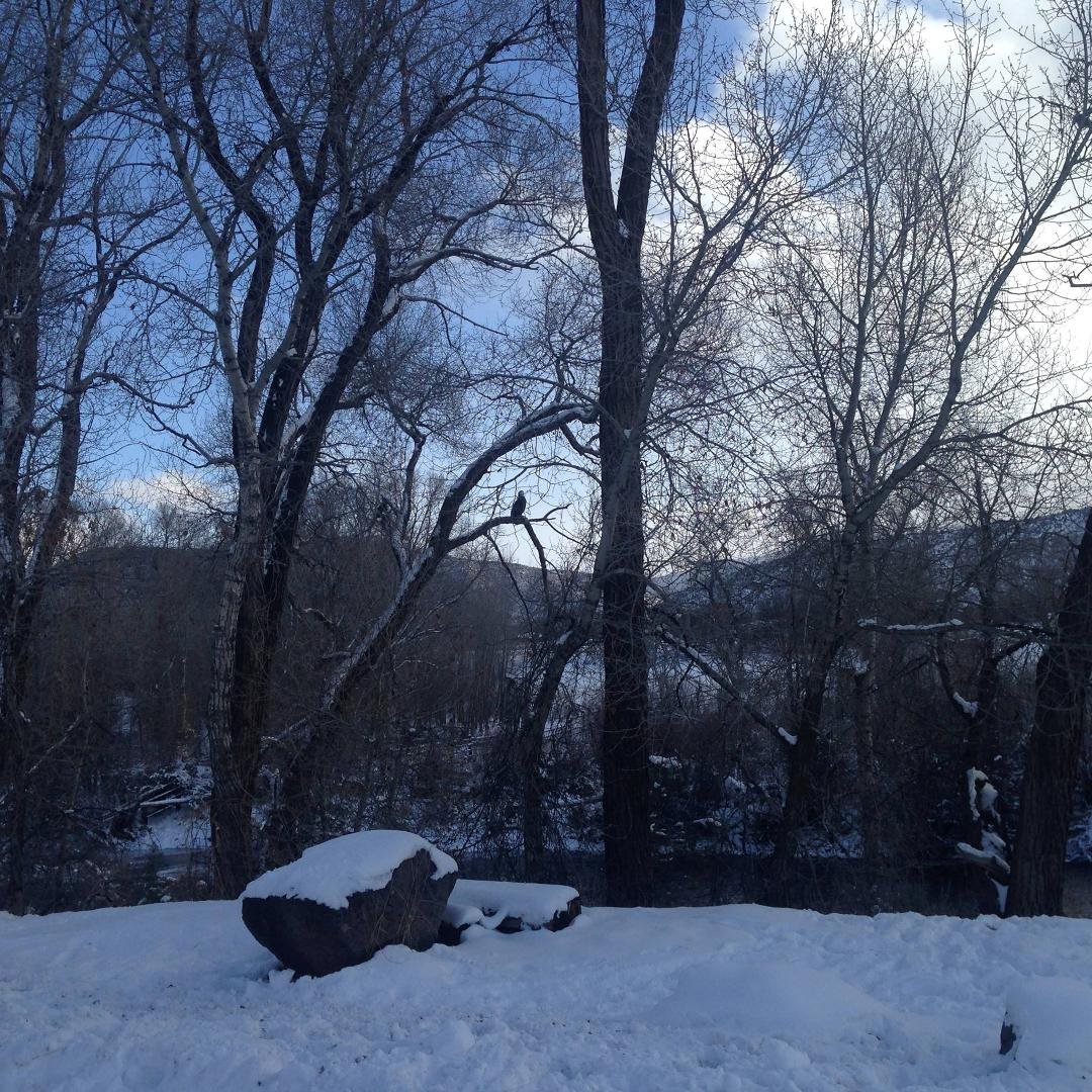 Bald eagle kicking it in the tree today
