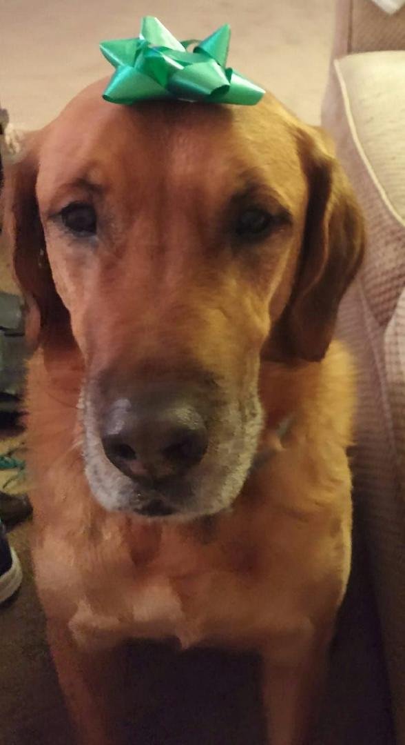 Copper says Merry Christmas and God bless us everyone!