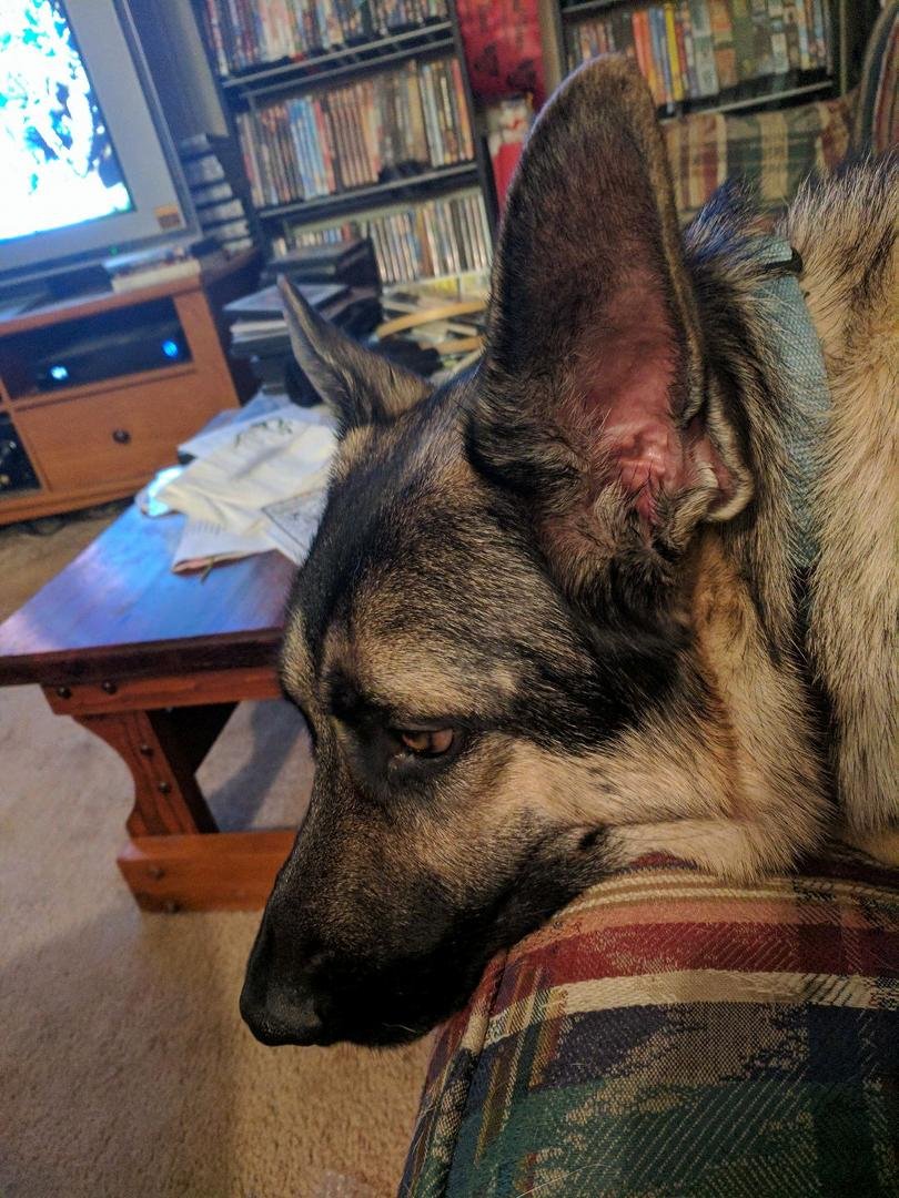 My big boy, deep in thought.