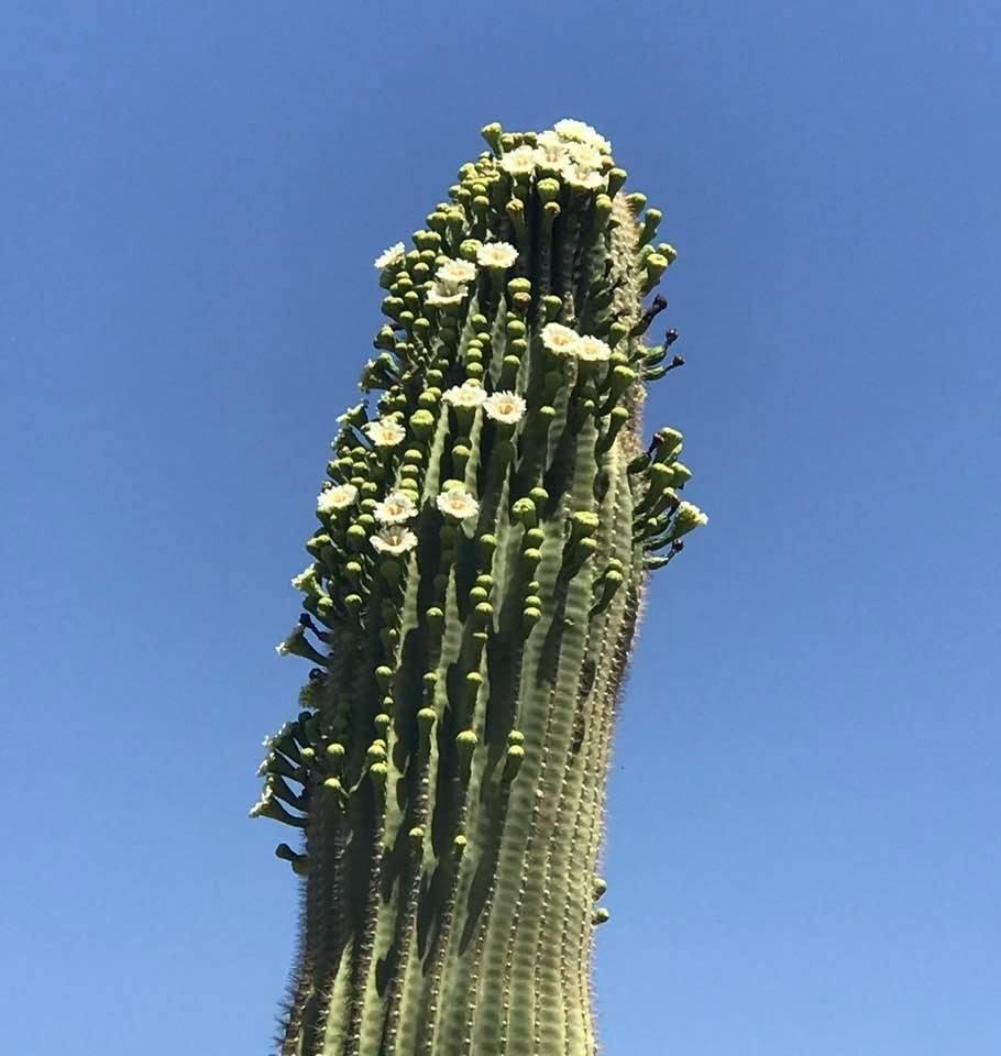 Flowers appeared today on the big cactus!