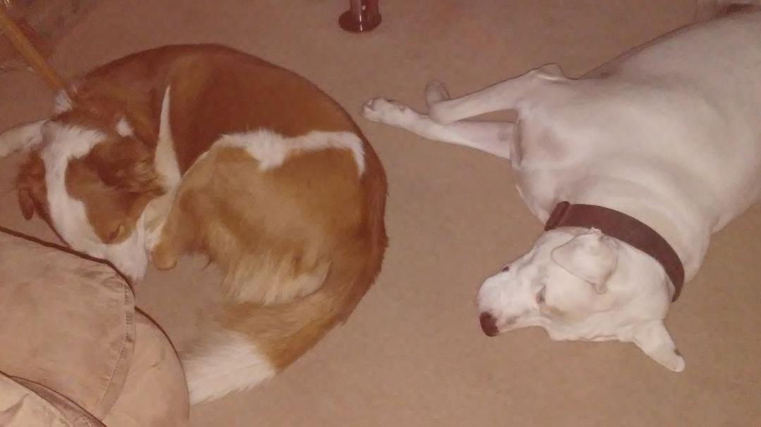 We are walking on eggshells here.These 2 guys were fighting last night over food,thank goodness they forgave each other,the father is the red Austrailian Shepard and the son is the white dog.The mommy died from cancer last