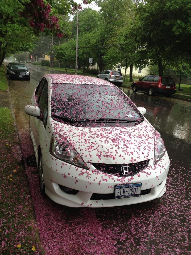 Lesson learned: Don't park under a flowering crabapple tree when you know a storm is coming.